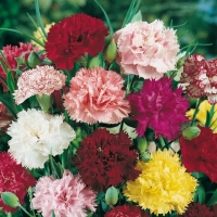 Dianthus caryophyllus 'Grenadin'