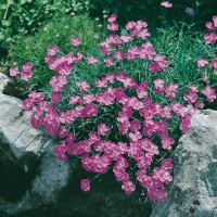 Dianthus gratianopolitanus 'Eydangeri'