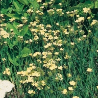 Dianthus knappii