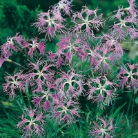 Dianthus superbus