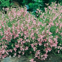 Diascia anastrepta