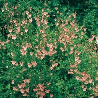 Diascia 'Blackthorn Apricot'