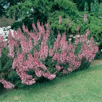 Diascia rigescens