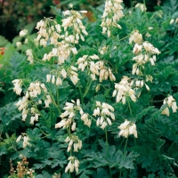 Dicentra formosa 'Langtrees'