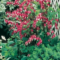 Dicentra spectabilis