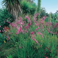 Dierama pendulum