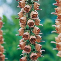 Digitalis ferruginea