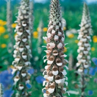 Digitalis lanata