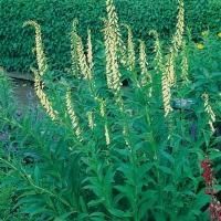 Digitalis lutea