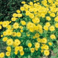 Doronicum orientale