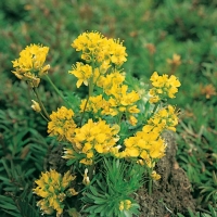 Draba aizoides