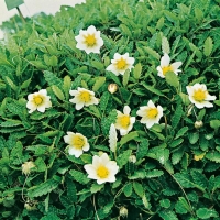 Dryas octopetala