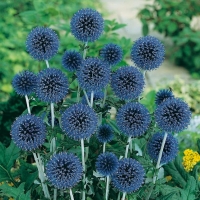 Echinops bannaticus