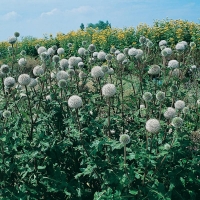 Echinops sphaerocephalus