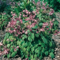 Epimedium grandiflorum