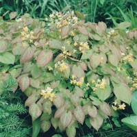 Epimedium x versicolor 'Sulphureum'