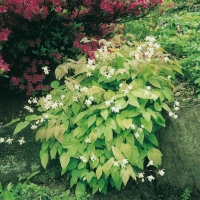 Epimedium x youngianum 'Niveum'