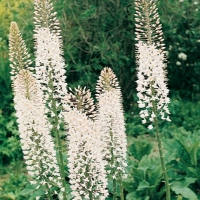 Eremurus robustus