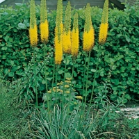 Eremurus stenophyllus