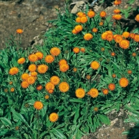 Erigeron aurantiacus