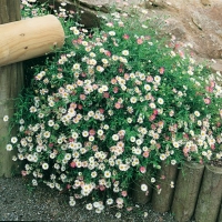 Erigeron karvinskianus