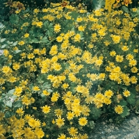 Eriophyllum lanatum