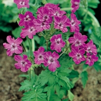 Erodium manescavii