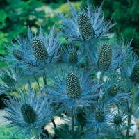 Eryngium alpinum