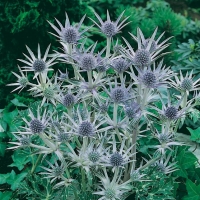 Eryngium bourgatii