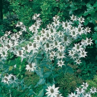 Eryngium giganteum