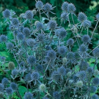 Eryngium planum