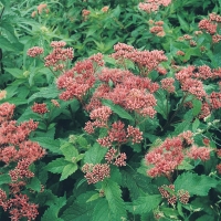 Eupatorium purpureum