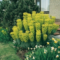 Euphorbia characias ssp. wulfenii