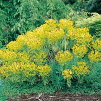 Euphorbia characias