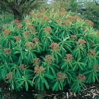 Euphorbia mellifera