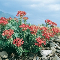 Euphorbia rigida