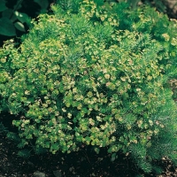 Euphorbia seguieriana ssp. niciciana