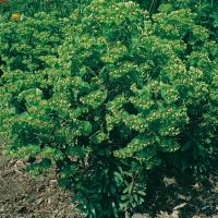 Euphorbia x martinii