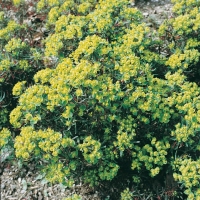 Euphorbia cyparissias