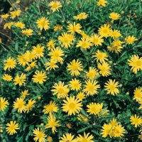 Euryops chrysanthemoides 'Sunshine'