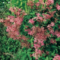 Filipendula palmata 'Nana'