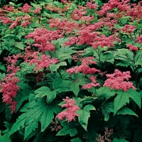 Filipendula purpurea