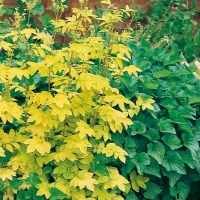 Filipendula ulmaria 'Aurea'