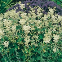 Filipendula ulmaria 'Variegata'