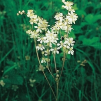 Filipendula vulgaris