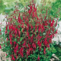 Fuchsia 'Riccartonii'