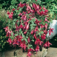 Fuchsia 'Tom Thumb' (Tom Pouce)