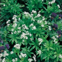 Galium odoratum (Stellina odorosa o Asperula odorosa)