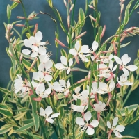 Gaura lindheimeri 'Corries Gold'