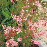 Gaura lindheimeri 'Siskiyou Pink'